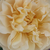 Jaune - Rosiers floribunda - Olivera™